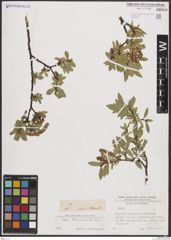 Foto von Salix breviserrata Flod.